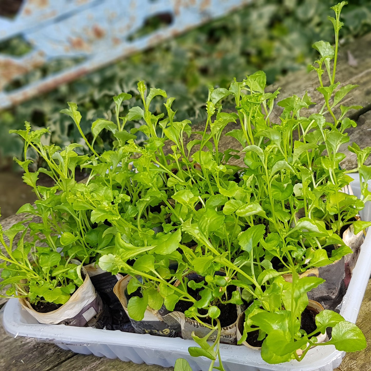 Paper Plant Pot Maker Great Gift